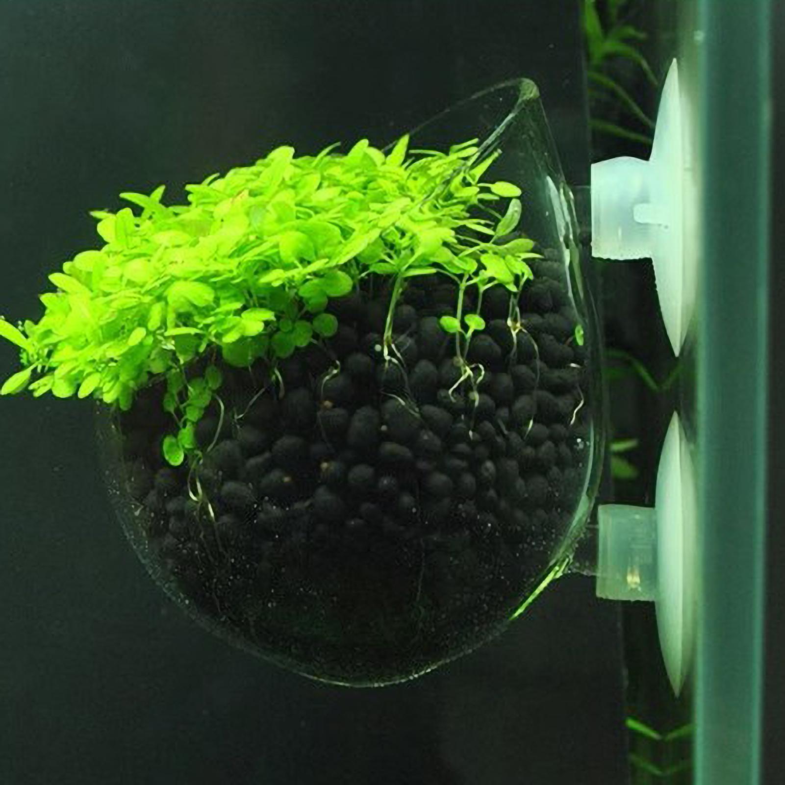 Planted Aquarium Aquascape - ที่วางต้นไม้ในตู้ปลา กระถางแก้วสำหรับปลูกพืชน้ำ พร้อมจุกดูดสุญญากาศ สำหรับปลูกพืชสดในตู้ปลา ที่วางต้นไม้ในตู้ปลา ของตกแต่งตู้ปลา