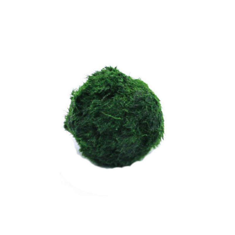 Planted Aquarium Aquascape - มาริโม่ มอสบอล ต้นไม้ประดับตู้ปลา สาหร่าย ตกแต่งตู้ปลา ปลากุ้ง