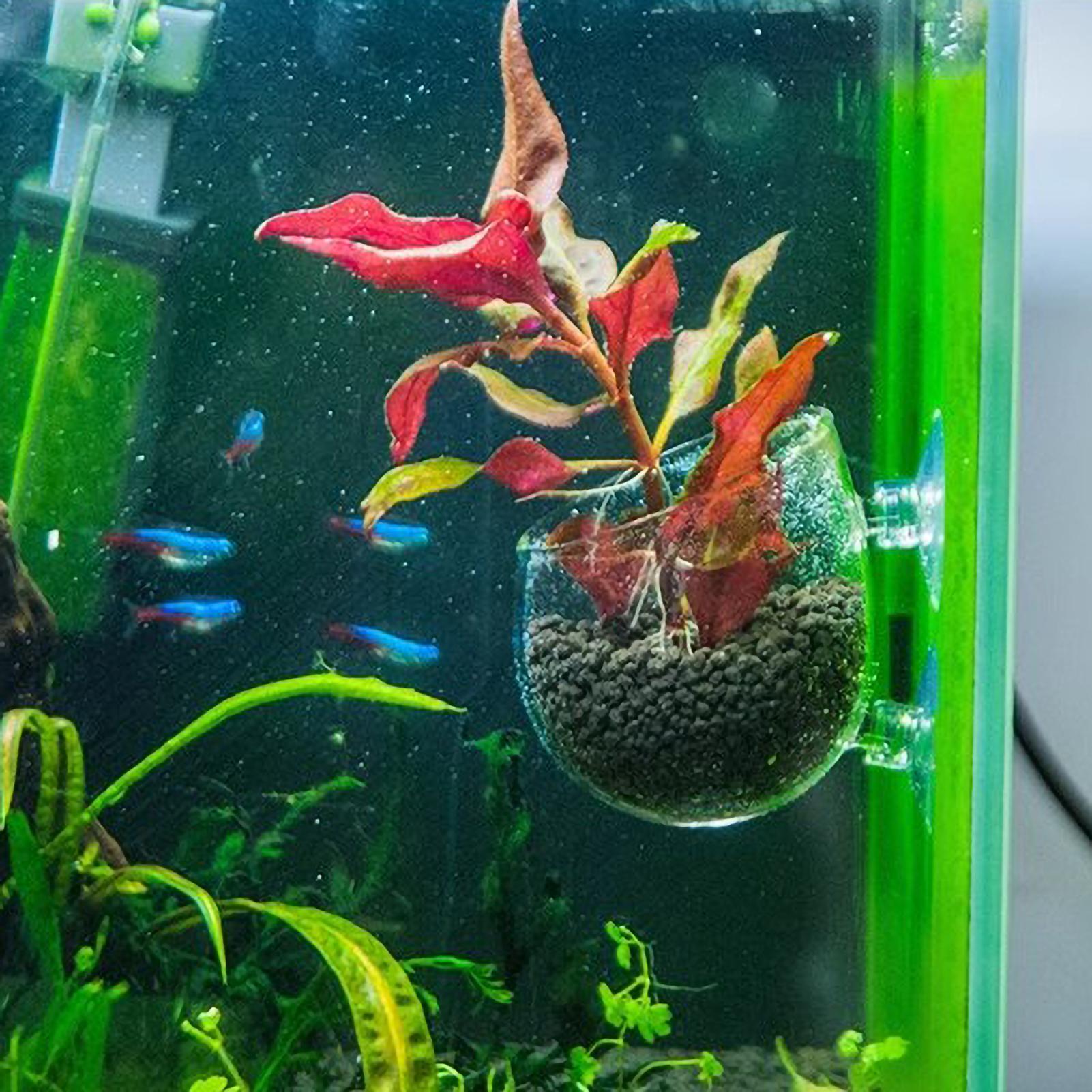 ที่วางต้นไม้ในตู้ปลา กระถางแก้ - Planted Aquarium Aquascape บทวิจารณ์และราคา