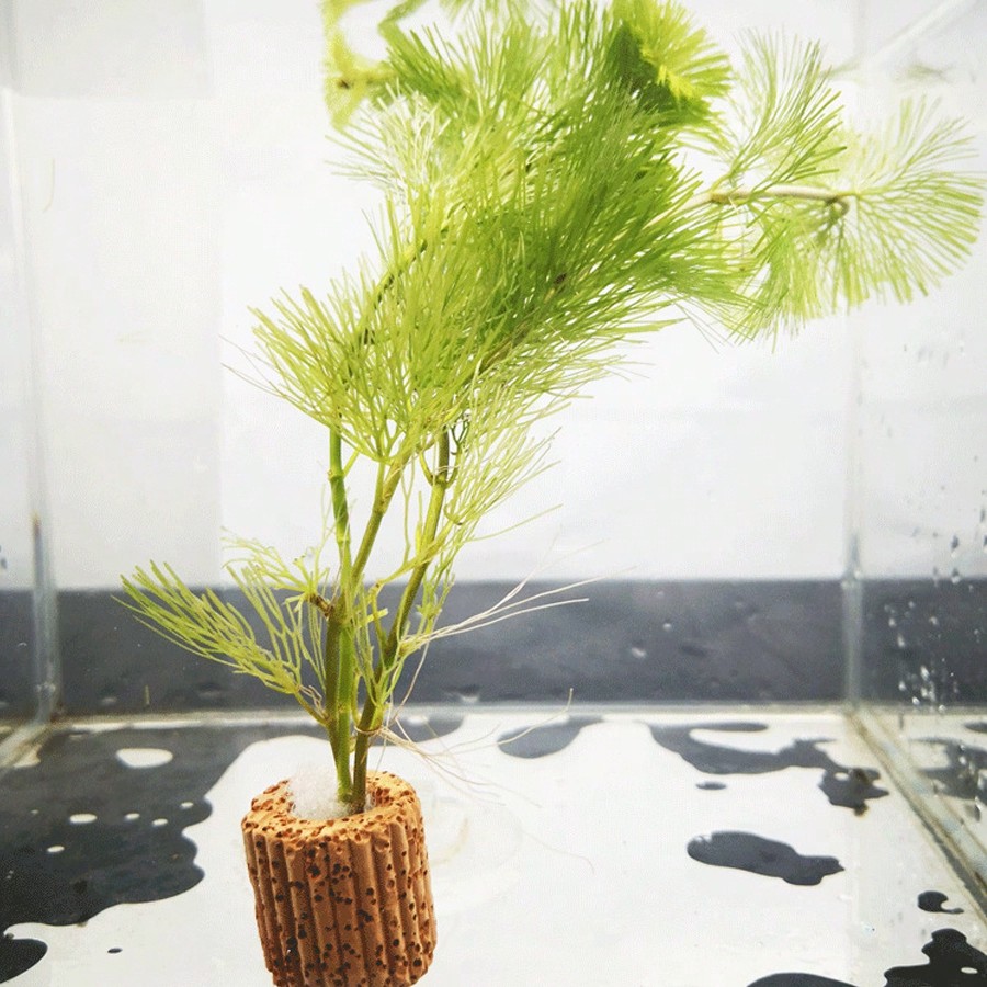 คุณภาพสูง Aquarium Plant Fixat - Planted Aquarium Aquascape บทวิจารณ์และราคา
