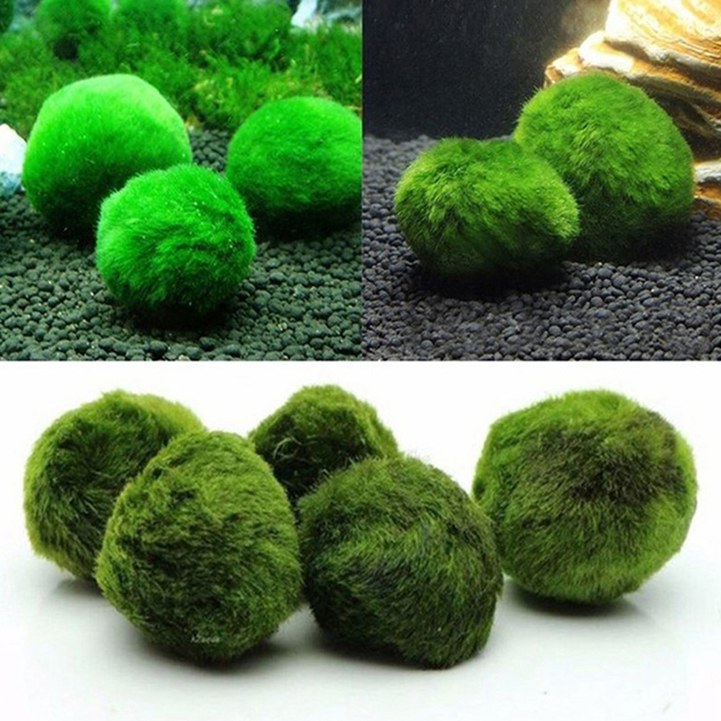 มาริโม่ มอสบอล ต้นไม้ประดับตู้ - Planted Aquarium Aquascape บทวิจารณ์และราคา