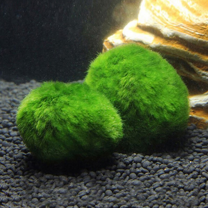 มาริโม่ มอสบอล ต้นไม้ประดับตู้ - Planted Aquarium Aquascape บทวิจารณ์และราคา