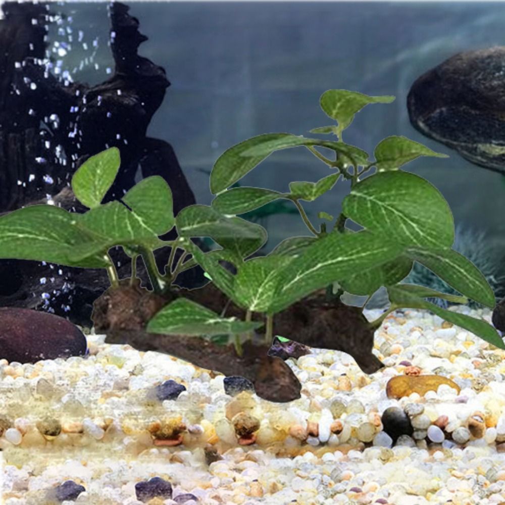 ผ้าไหมพลาสติกสีเขียวสําหรับตกแ - Planted Aquarium Jar บทวิจารณ์และราคา
